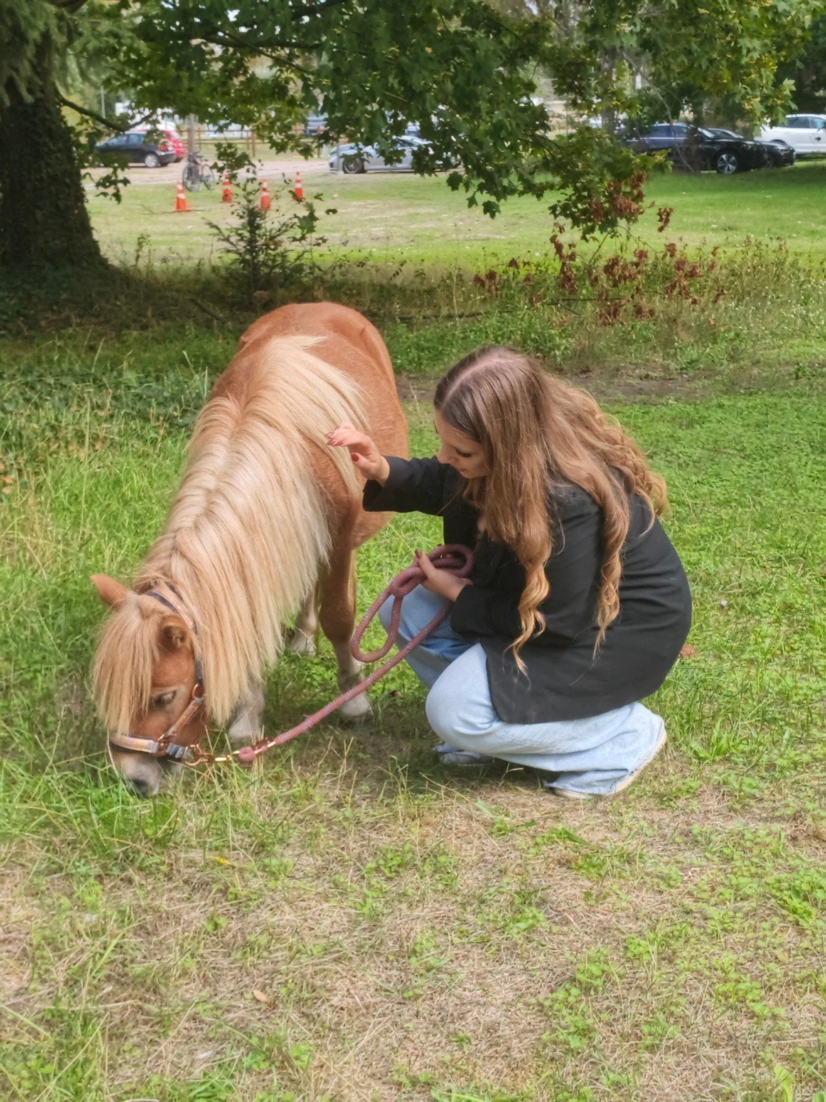 shetlander te koop, Dieren en Toebehoren, Hengst, A pony (tot 1.17m), Met stamboom, 0 tot 2 jaar