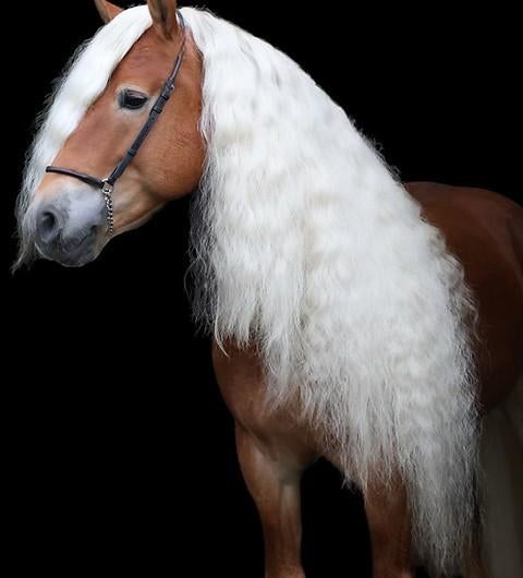 Haflinger hengst liz monet ter dekking, E pony (1.48m - 1.57m), Hengst, L, Met stamboom