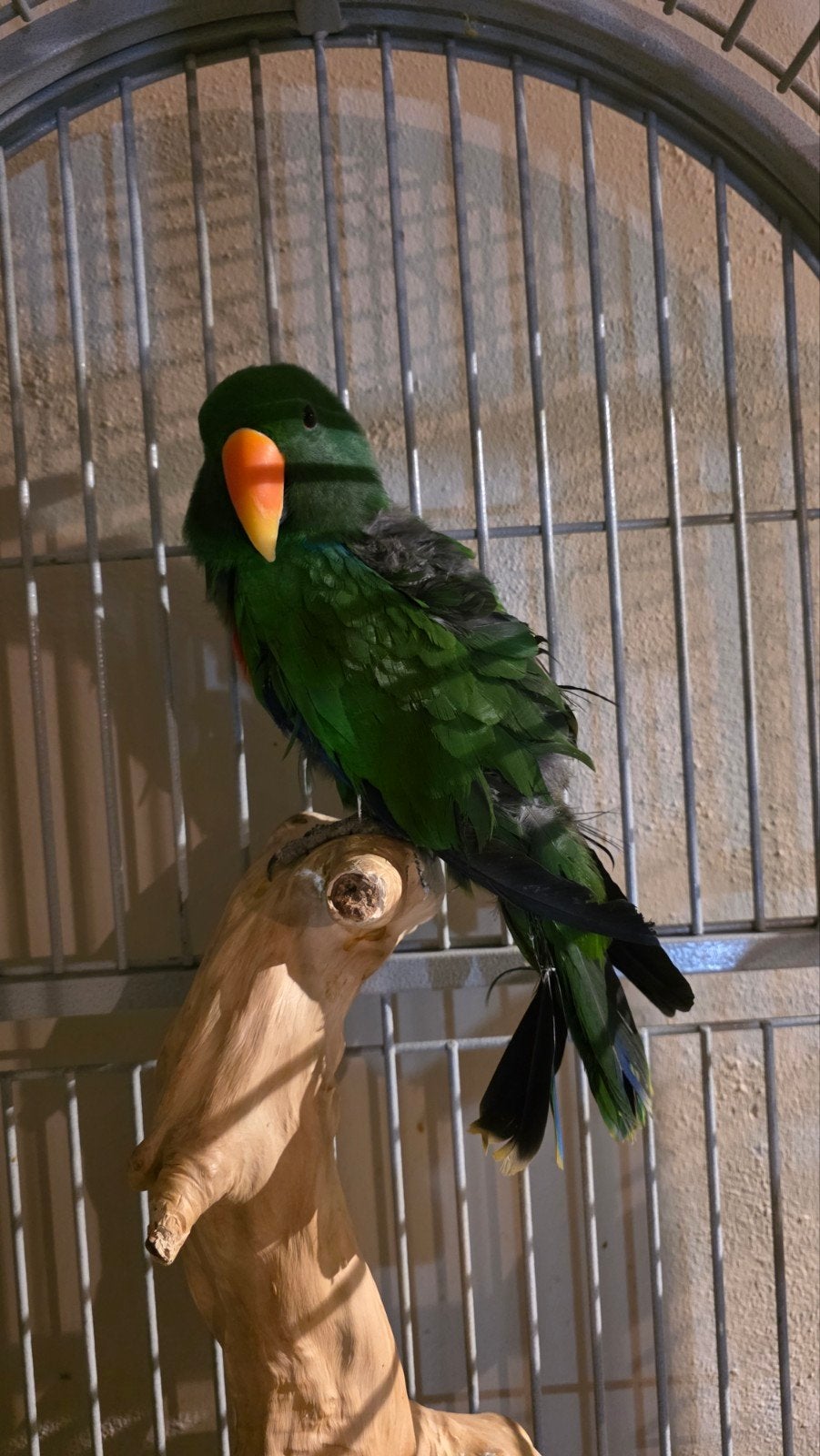 Edel papegaai, Dieren en Toebehoren, Papegaai