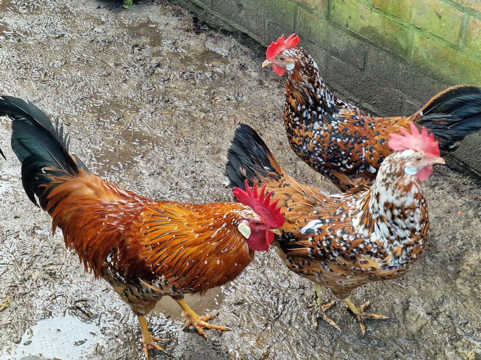 leghorn porselein broedeieren, Dieren en Toebehoren
