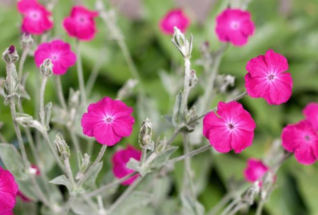 20 zaden roze prikneus - Lychnis coronaria, Tuin en Terras, Bloembollen en Zaden, Zaad, Verzenden
