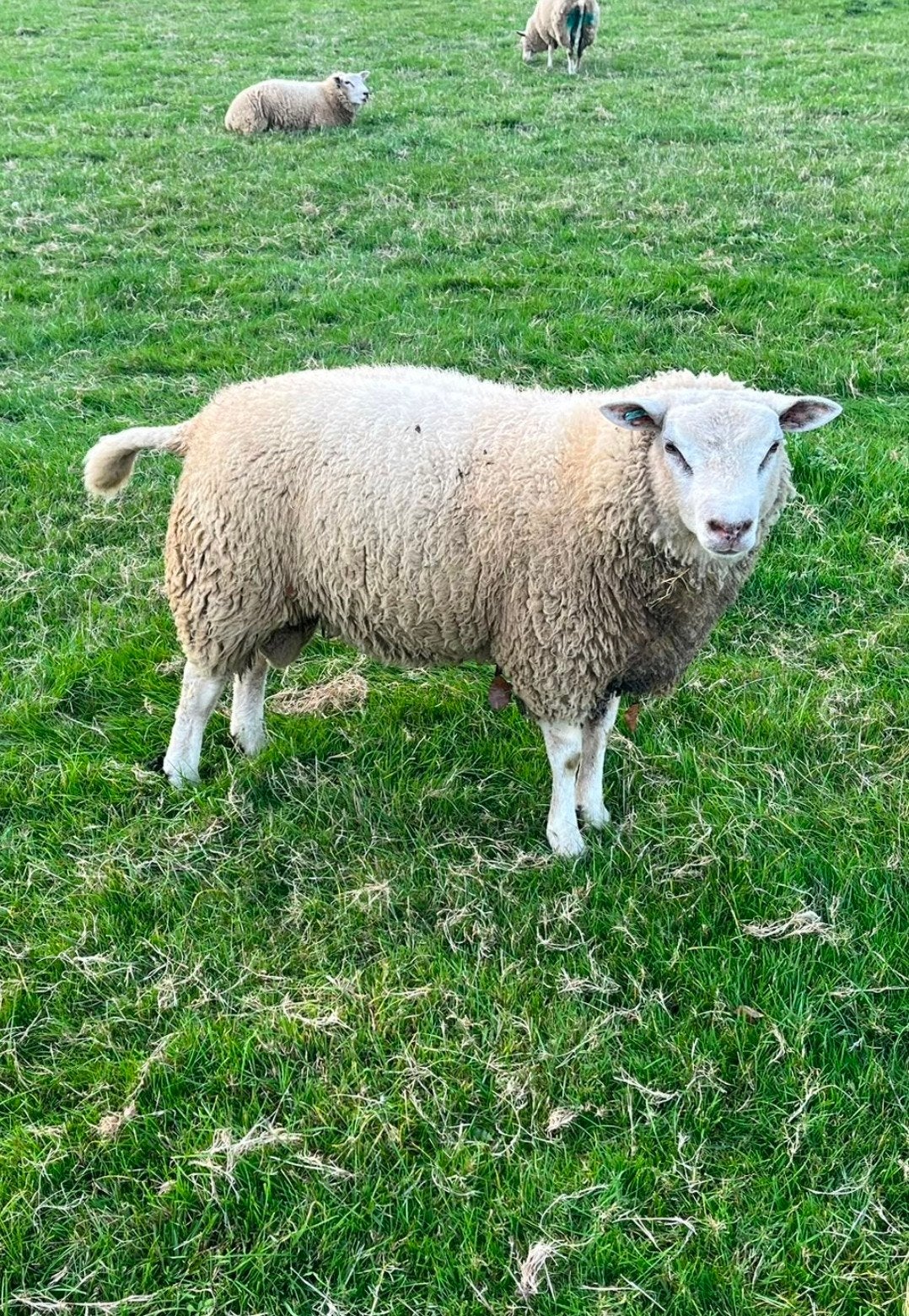 schaap, Dieren en Toebehoren, Meerdere dieren, Schaap, 0 tot 2 jaar