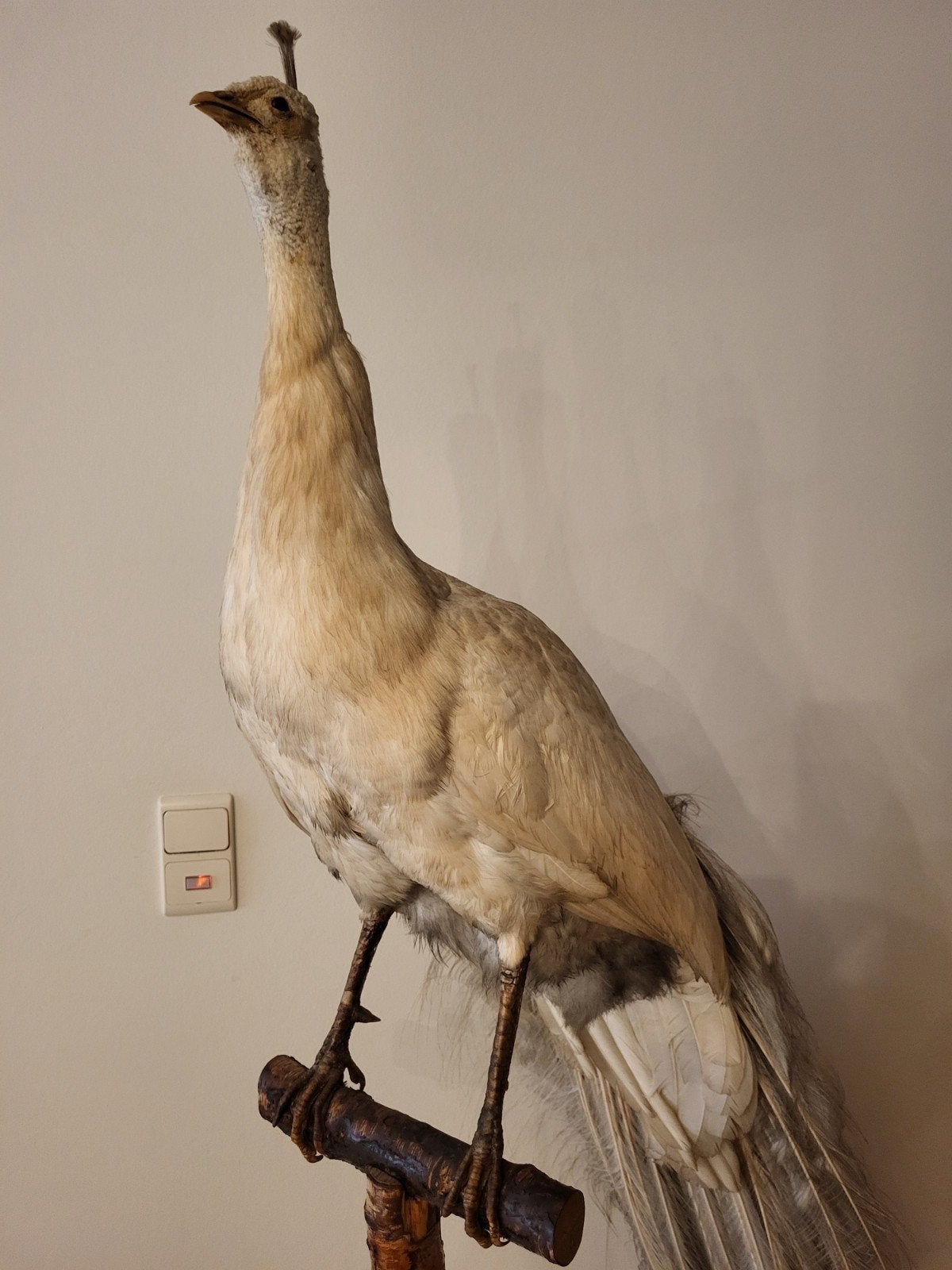 Prachtige opgezette oude witte pauw, Dieren en Toebehoren, Overige soorten