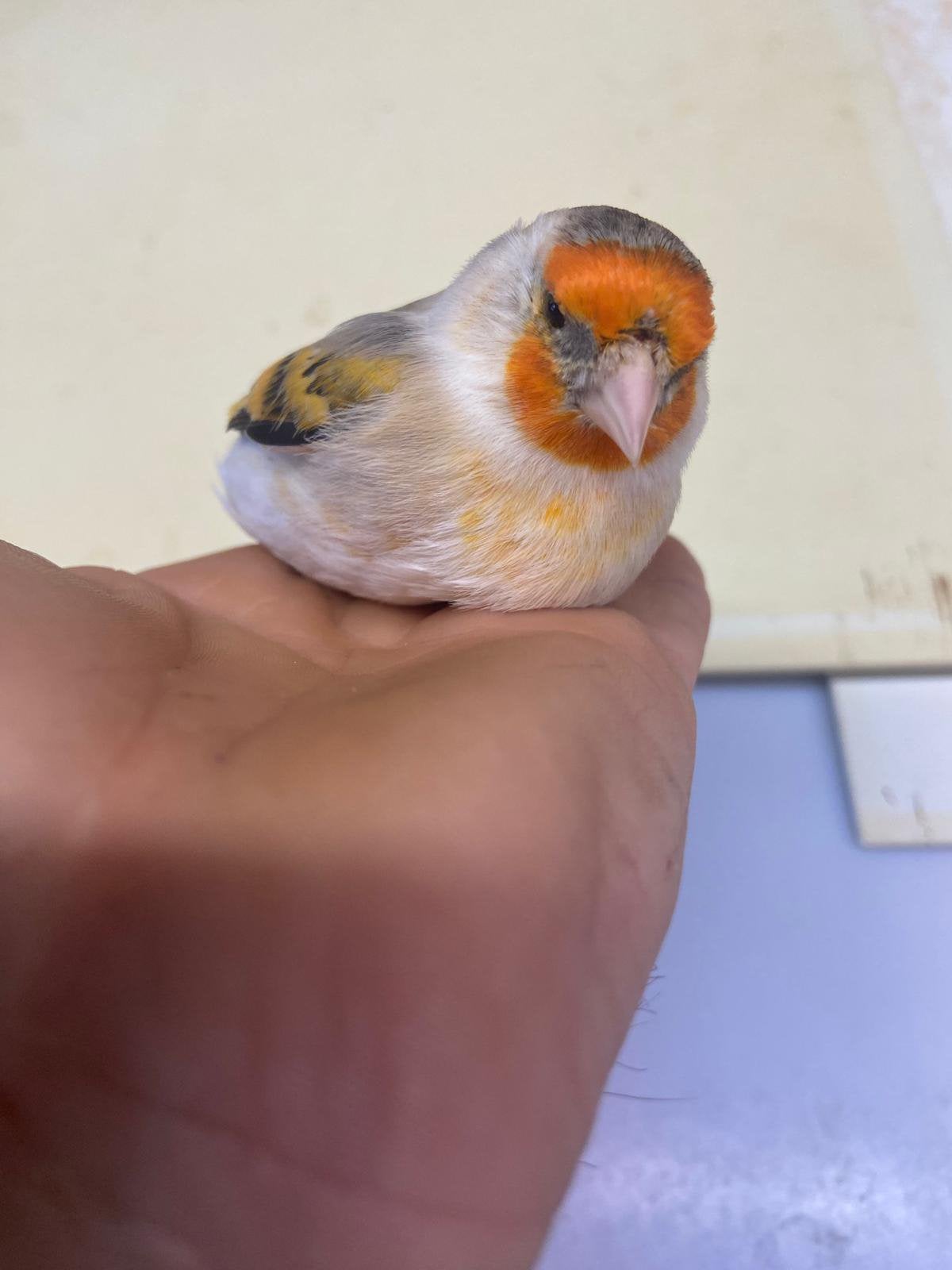 Kruising groote distelvink x kanarie man, Dieren en Toebehoren, Mannelijk, Wildzangvogel, Geringd