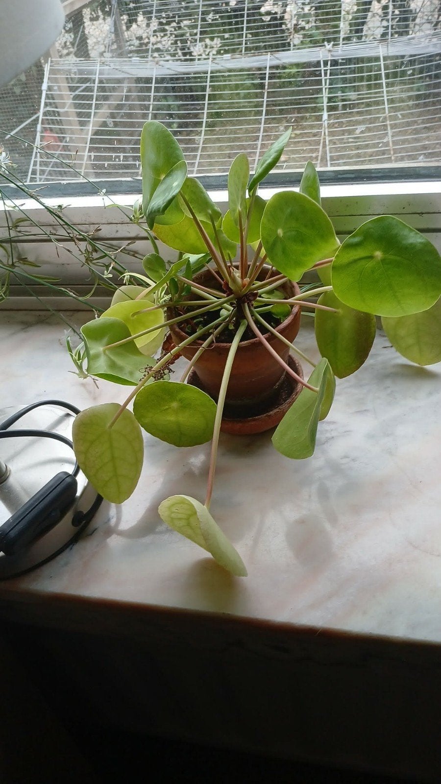 4 planten met pot, Maison & Meubles, Plantes d'intérieur, Enlèvement