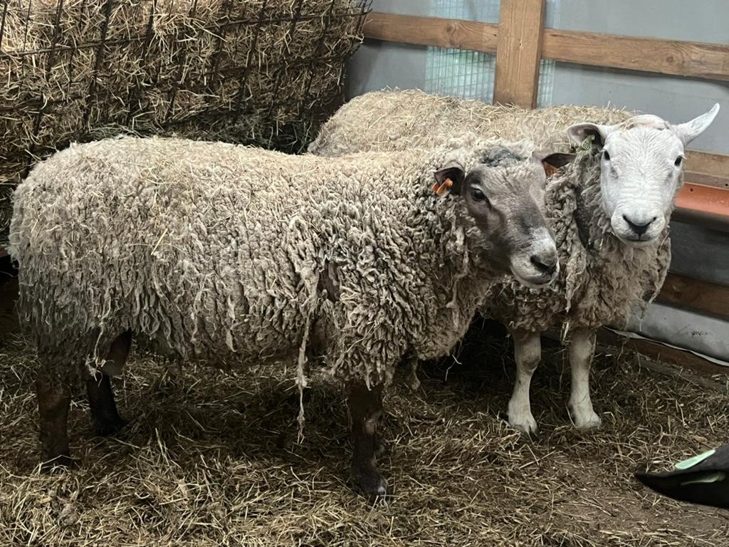 Schapen voor het offerfeest