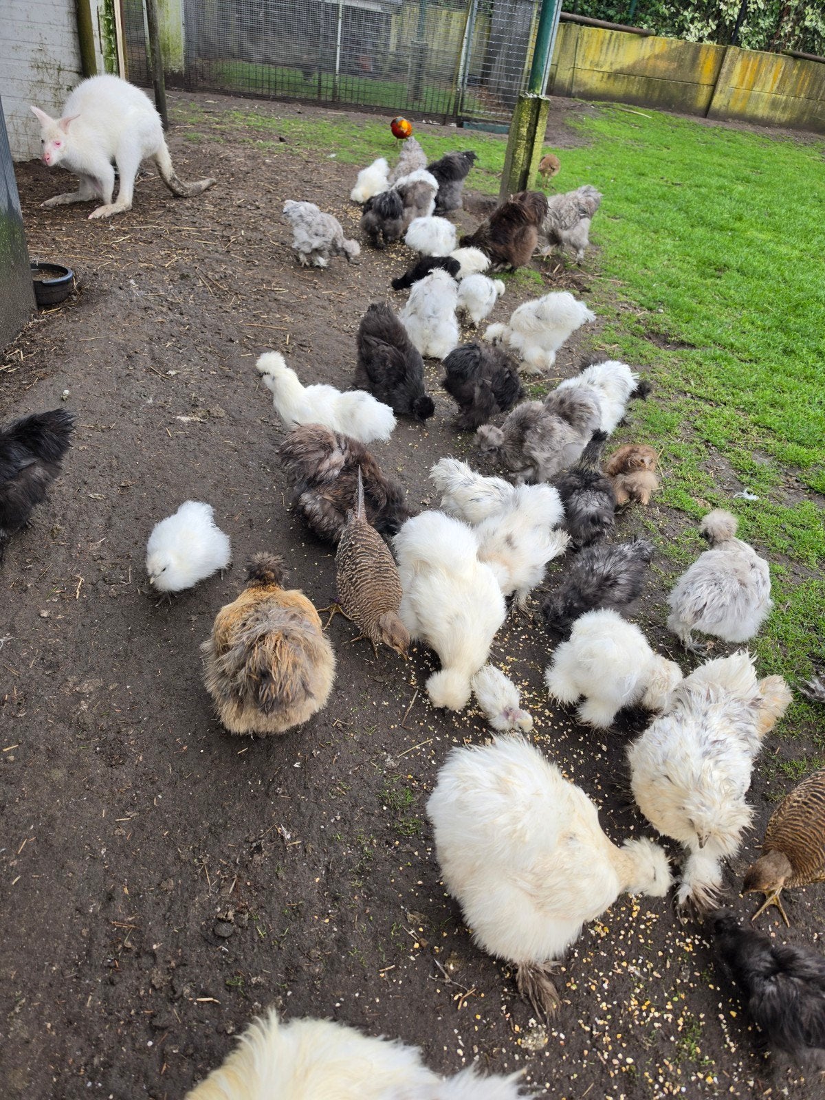 zijdehoenders, Dieren en Toebehoren, Meerdere dieren, Kip