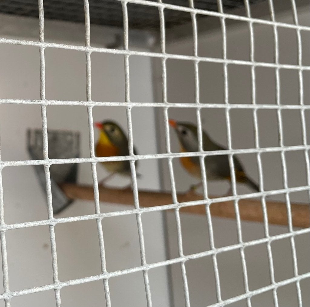 Koppel Japanse nachtegalen, Dieren en Toebehoren, Vogels | Overige Vogels, Geringd