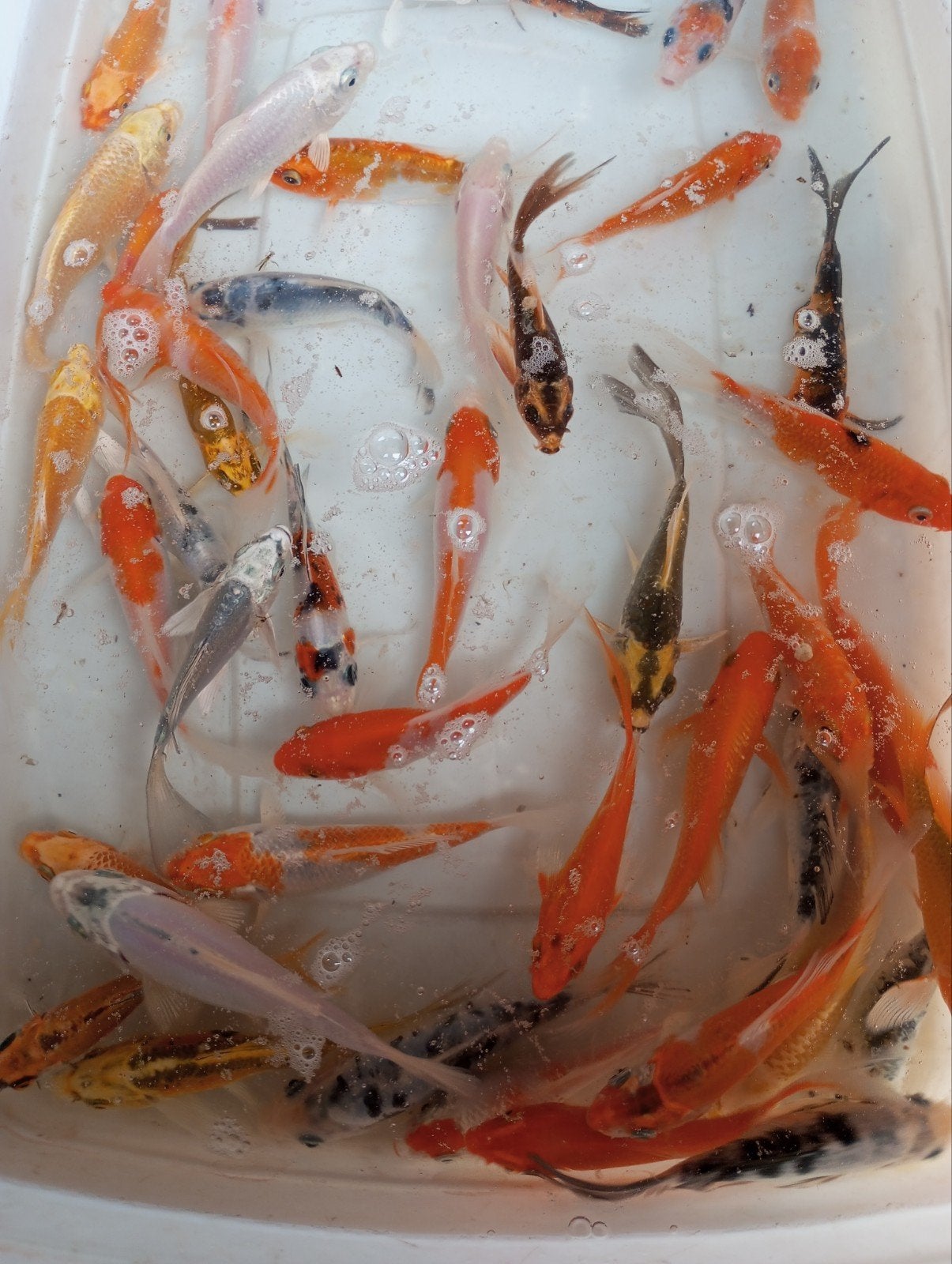 koi en vlinder koi 10/12 cm