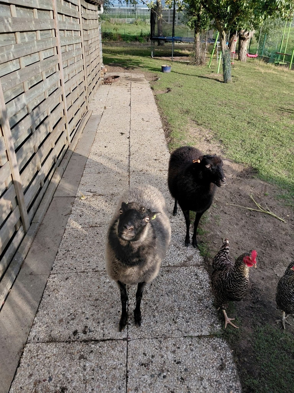 koppeltje Ouessantjes (ooitjes), Dieren en Toebehoren