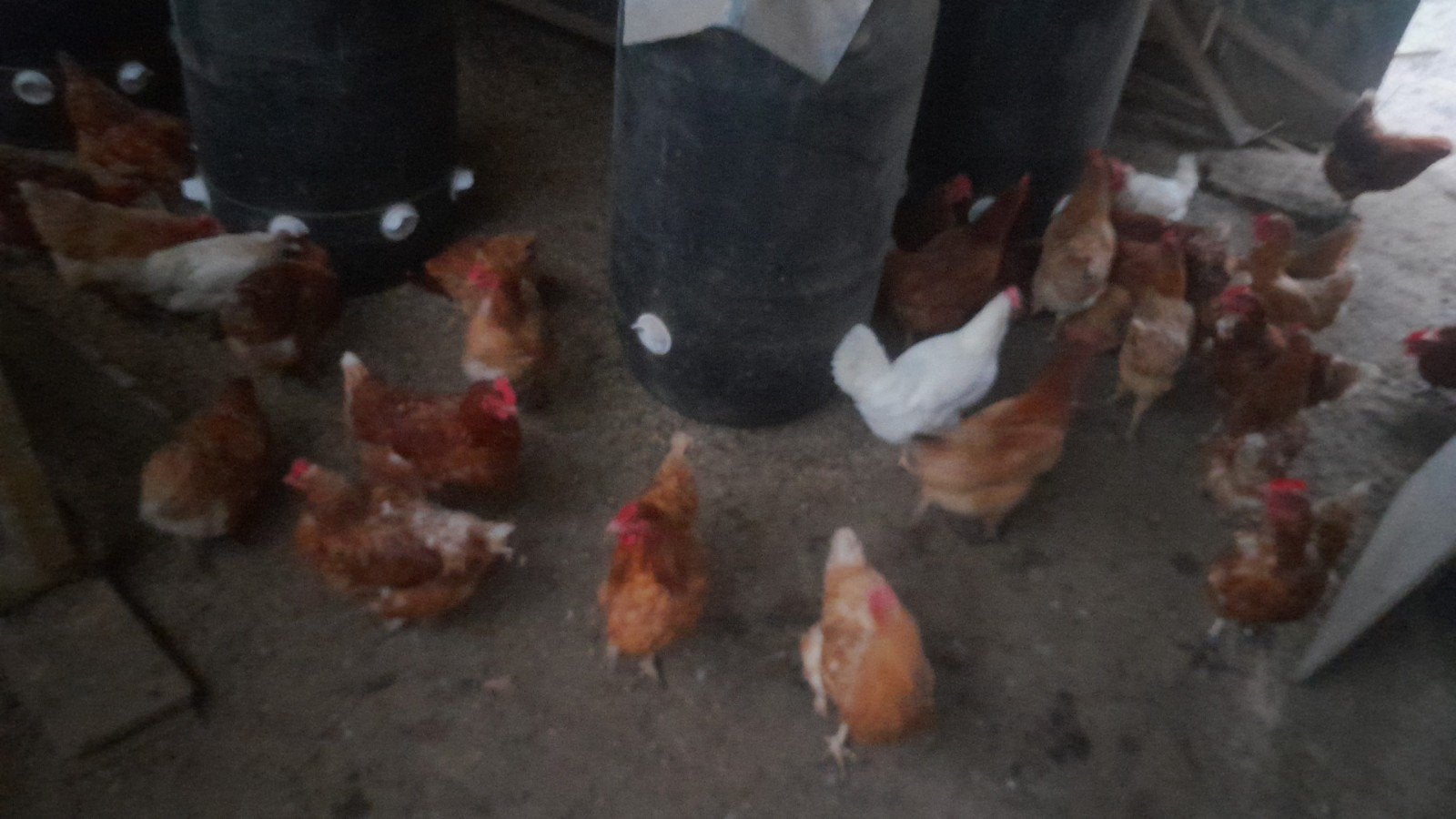 Poules pondeuses
