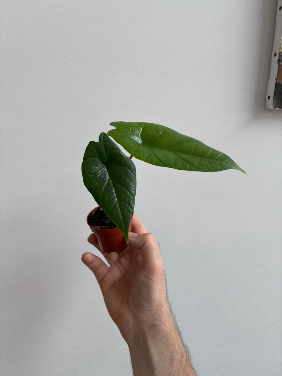 Alocasia scalprum, Ophalen