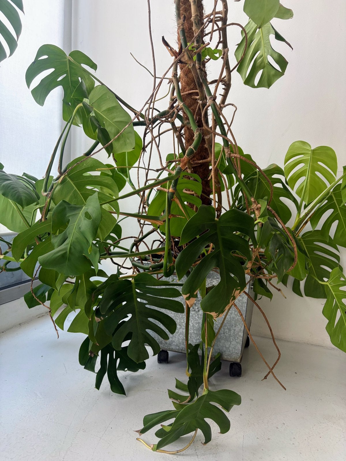 Grande Monstera dans son cache-pot en métal, Enlèvement, 100 à 150 cm