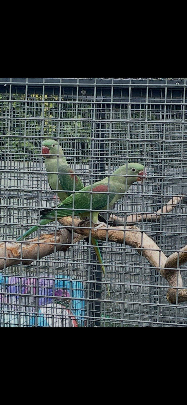 Alexanders Donkergroen, Dieren en Toebehoren, Vrouwelijk, Parkiet, Geringd