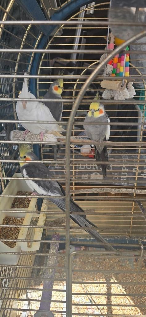 4 mâles de calopsittes à vendre, Animaux & Accessoires, Oiseaux | Perruches & Perroquets