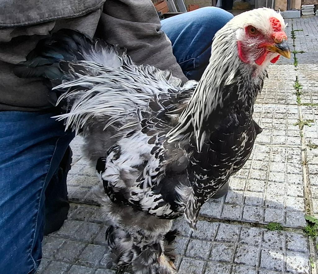 Jonge Brahma haan zilverzwart gaas, Dieren en Toebehoren, Pluimvee