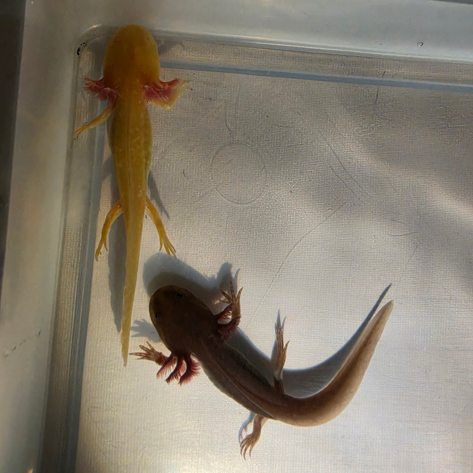 Axolotl, Animaux & Accessoires, Reptiles & Amphibiens
