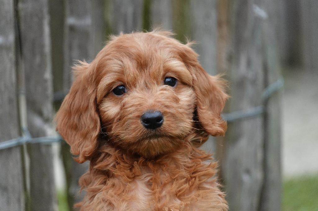 Prachtige cockapoo pups, Parvo, België, Overige rassen, 8 tot 15 weken