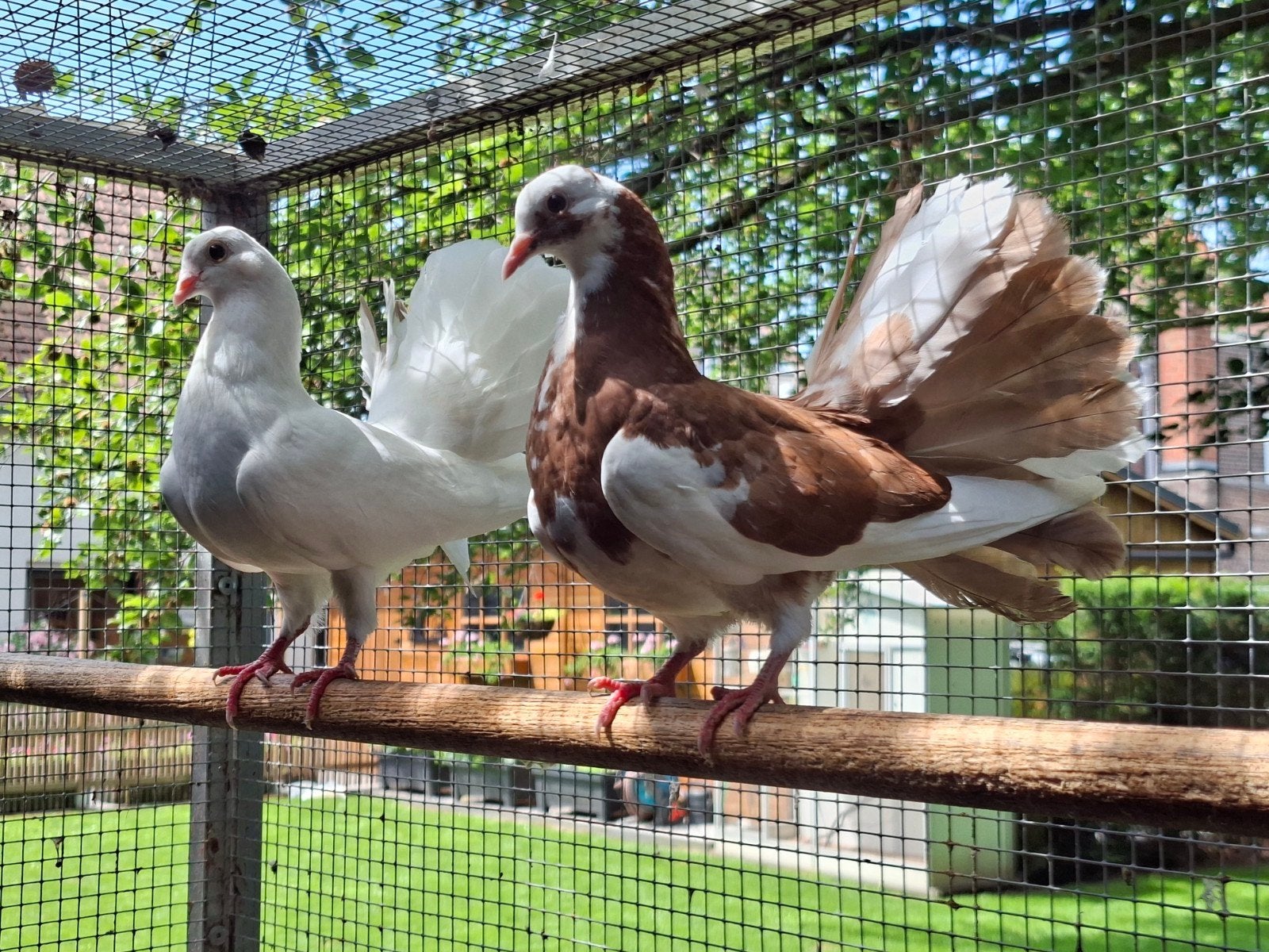 Jonge pauwstaarten, Dieren en Toebehoren, Vogels | Duiven