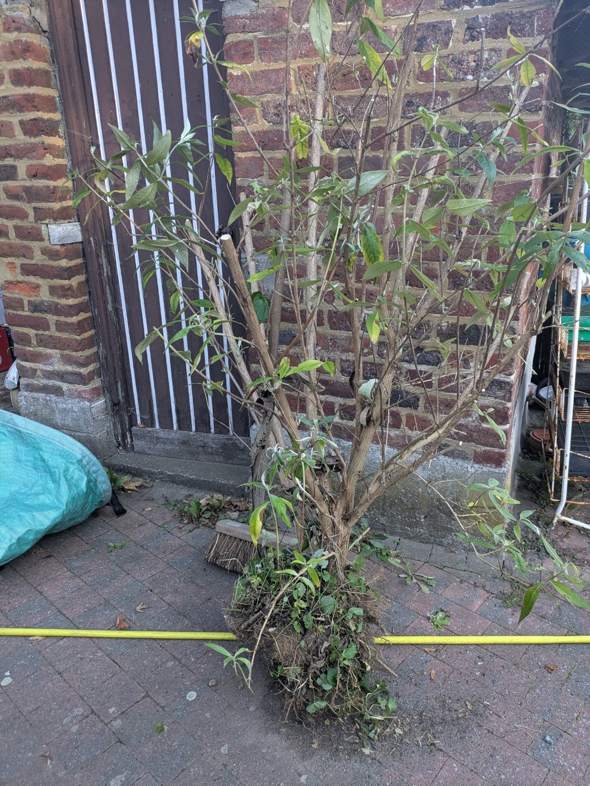 grote paarse vlinderstruik, Tuin en Terras, 100 tot 250 cm, Zomer, Zuilboom, Ophalen