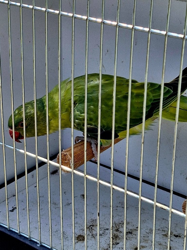 Groene violet opaline bleekstaart halsband parkiet, Dieren en Toebehoren, Vogels | Parkieten en Papegaaien, Parkiet