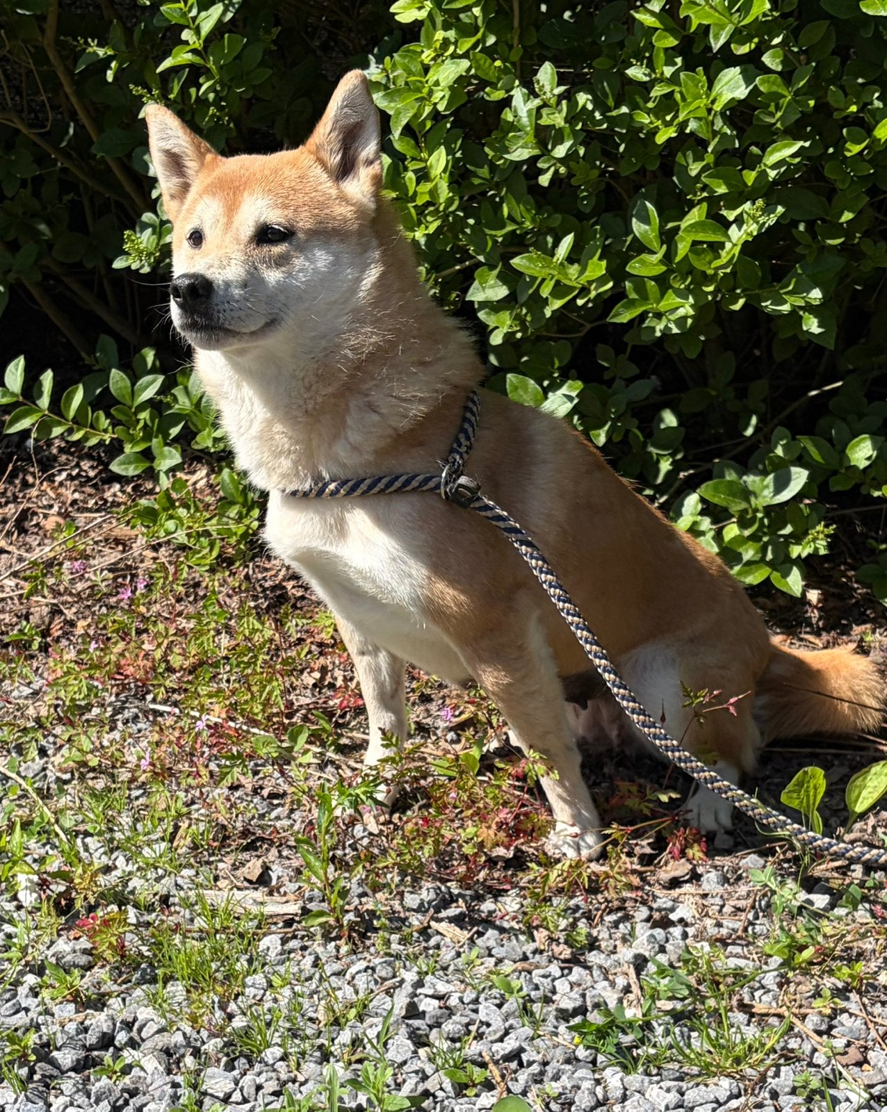 Shiba Inu filles de 4,5 ans, Étranger, 3 à 5 ans, Éleveur | Professionnel, Plusieurs
