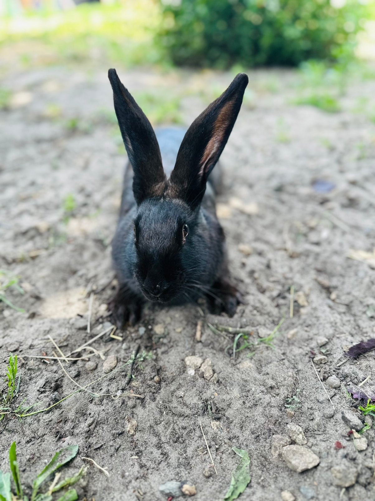 Vlees konijn, Animaux & Accessoires, Lapins