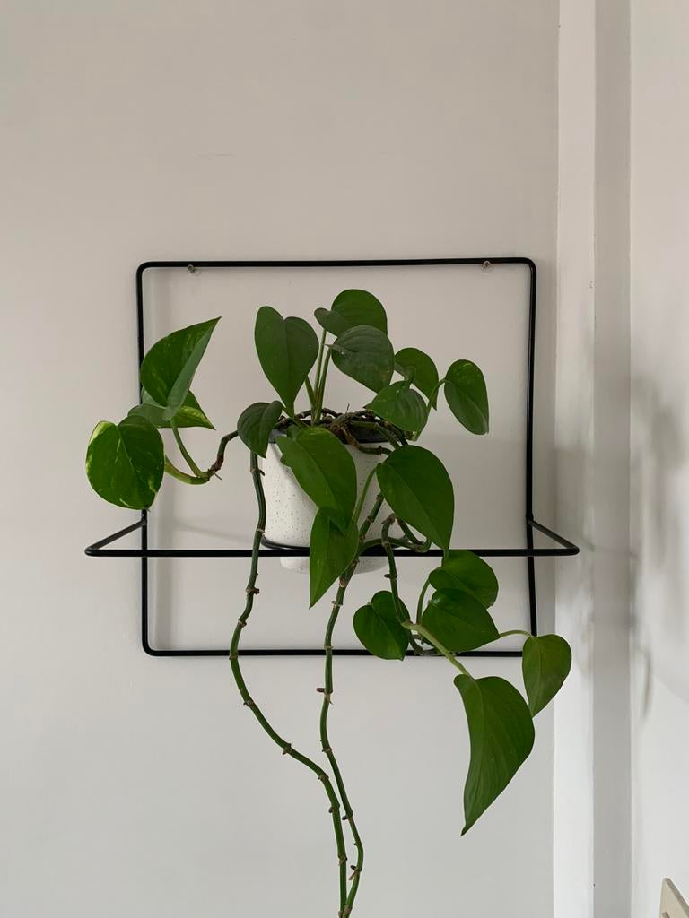Plantenhanger draadstaal, Tuin en Terras, Ophalen