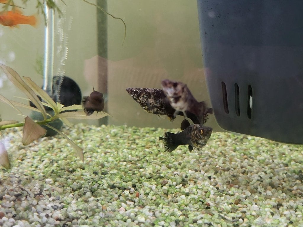 Black marble molly's, Dieren en Toebehoren, Vis, Zoetwatervis, Schoolvis
