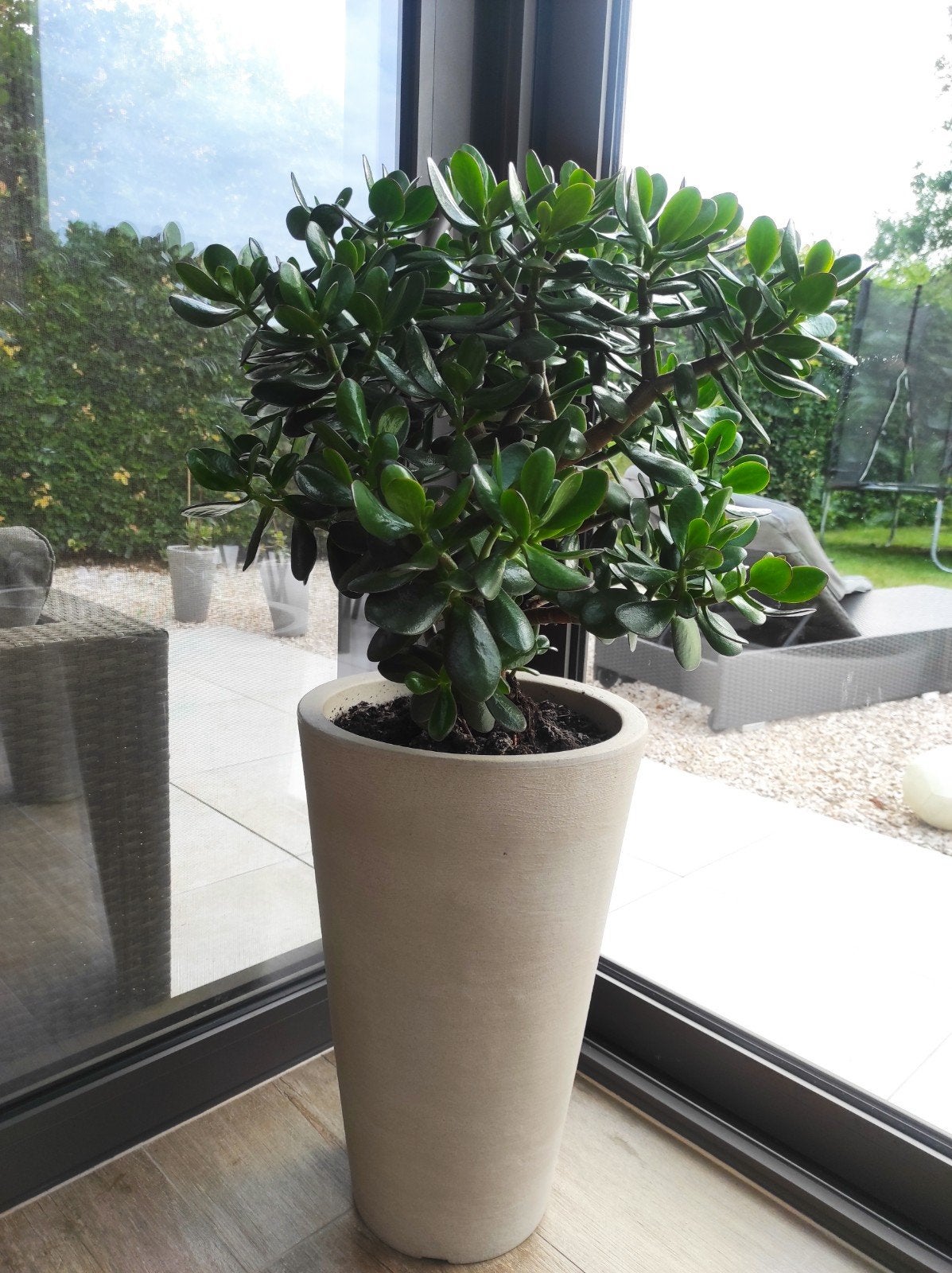 Vetplant ovata crassula in pot, Enlèvement