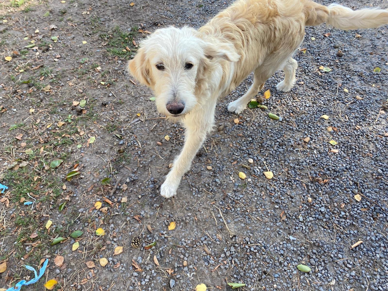 Mooie goldendoodle!, Dieren en Toebehoren, Golden retriever, België, 15 weken tot 1 jaar, Reu