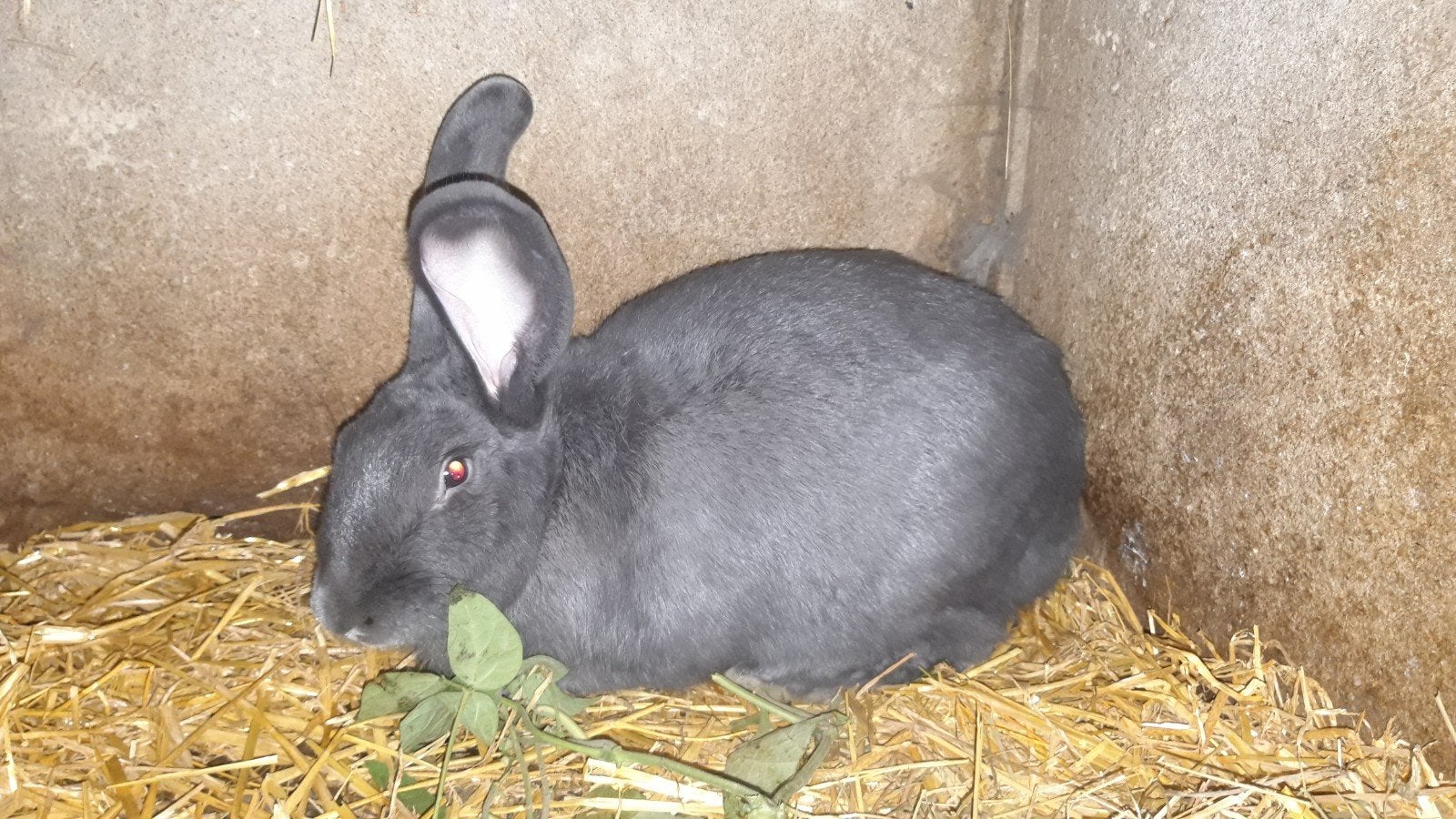 Blauw Van Ham, Dieren en Toebehoren, Meerdere dieren, Groot, 0 tot 2 jaar
