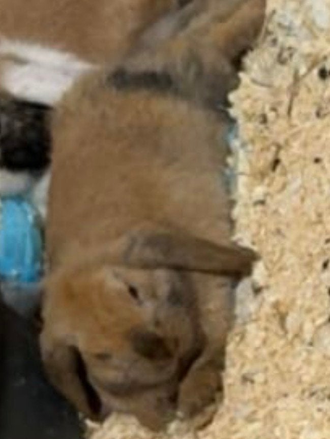 Konijn, Dieren en Toebehoren, Konijnen