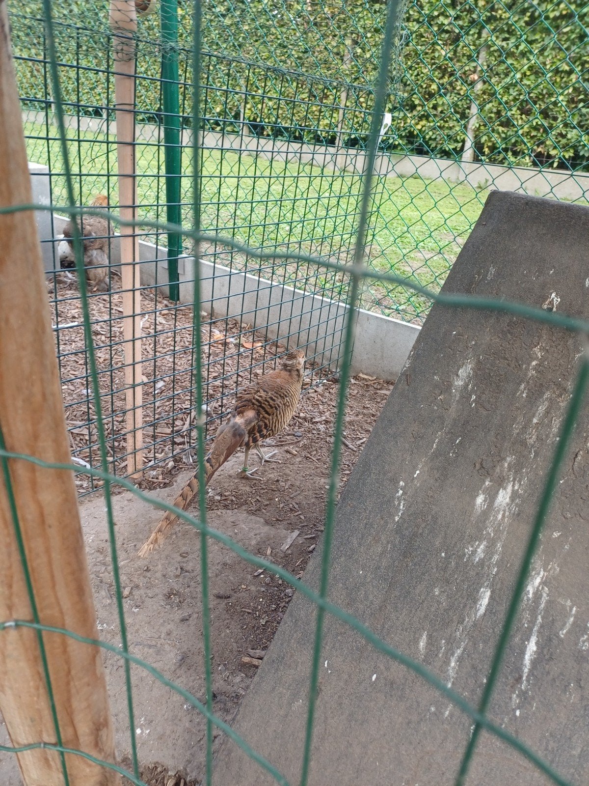 goudfazant, Dieren en Toebehoren