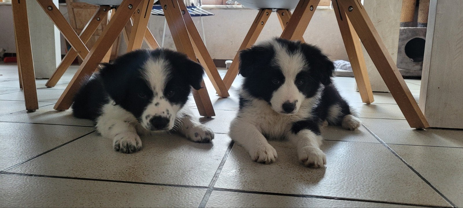 Border Collie pups leven in m'n huisje ouders ED HD DNA oke, Dieren en Toebehoren, Parvo, België, Fokker | Hobbymatig, 8 tot 15 weken