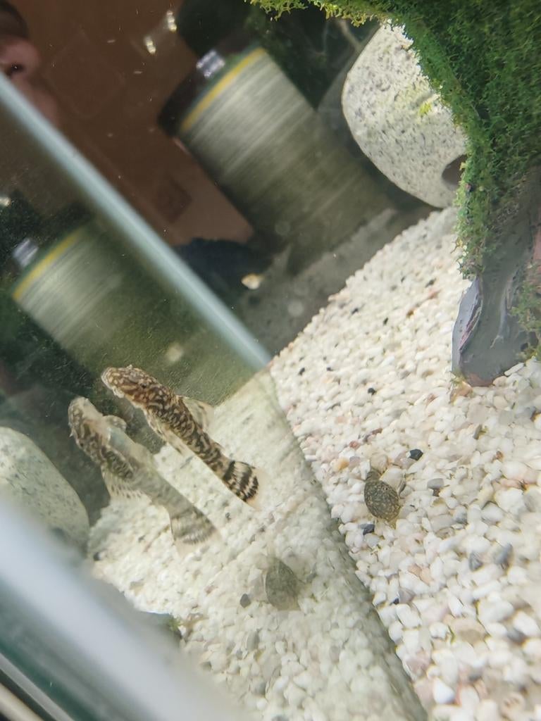 Pleco borstelneus, Dieren en Toebehoren, Ophalen