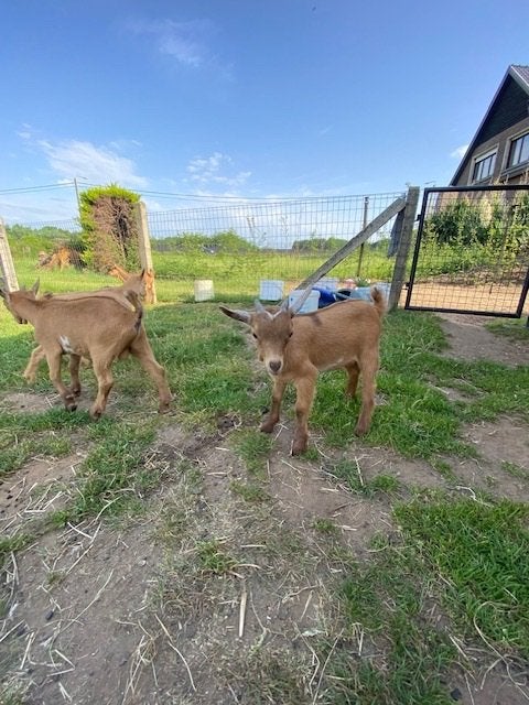 Dwerggeitjes, Dieren en Toebehoren, Mannelijk, Geit, 0 tot 2 jaar