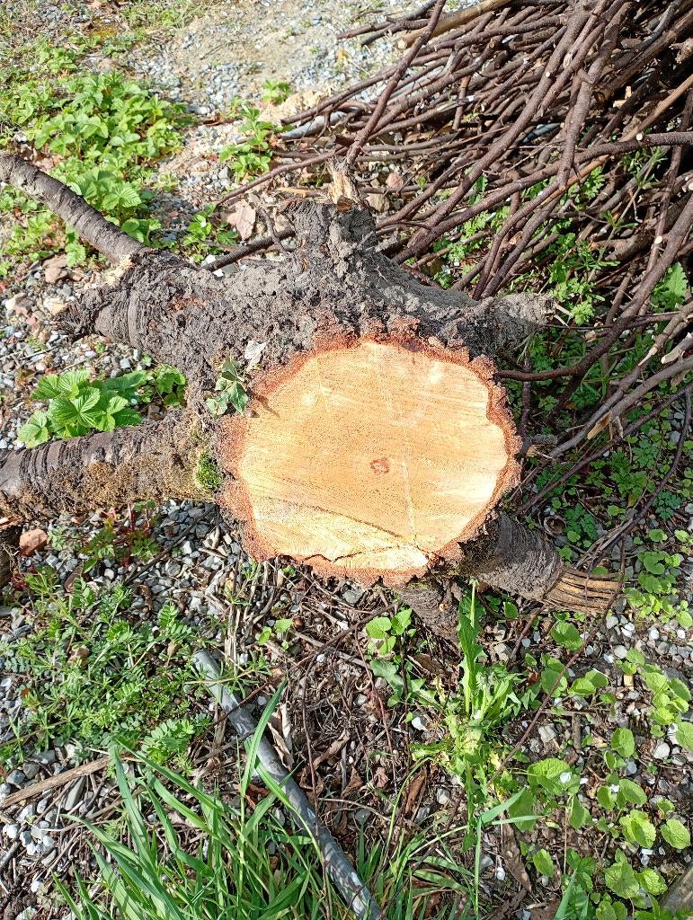 Gratis boomstronken volwassenen berken brandhout, Tuin en Terras, Minder dan 3 m³, Ophalen, Berkenhout, Stammen