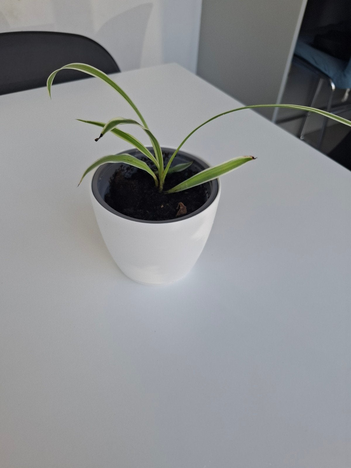 graslelie, Vaste plant, Halfschaduw, Zomer, Ophalen