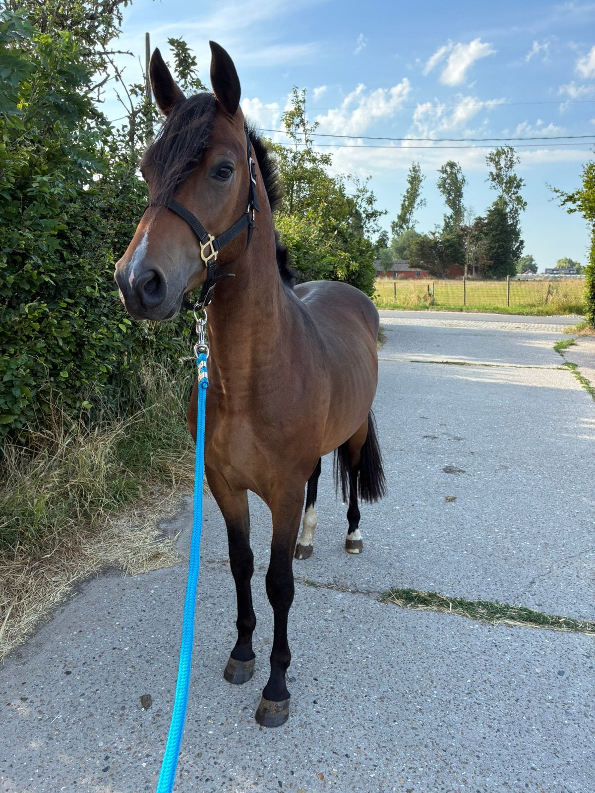 2 jarige D pony, Avec pedigree, Poney D (1.37 m à 1.48m), Étalon, 0 à 2 ans