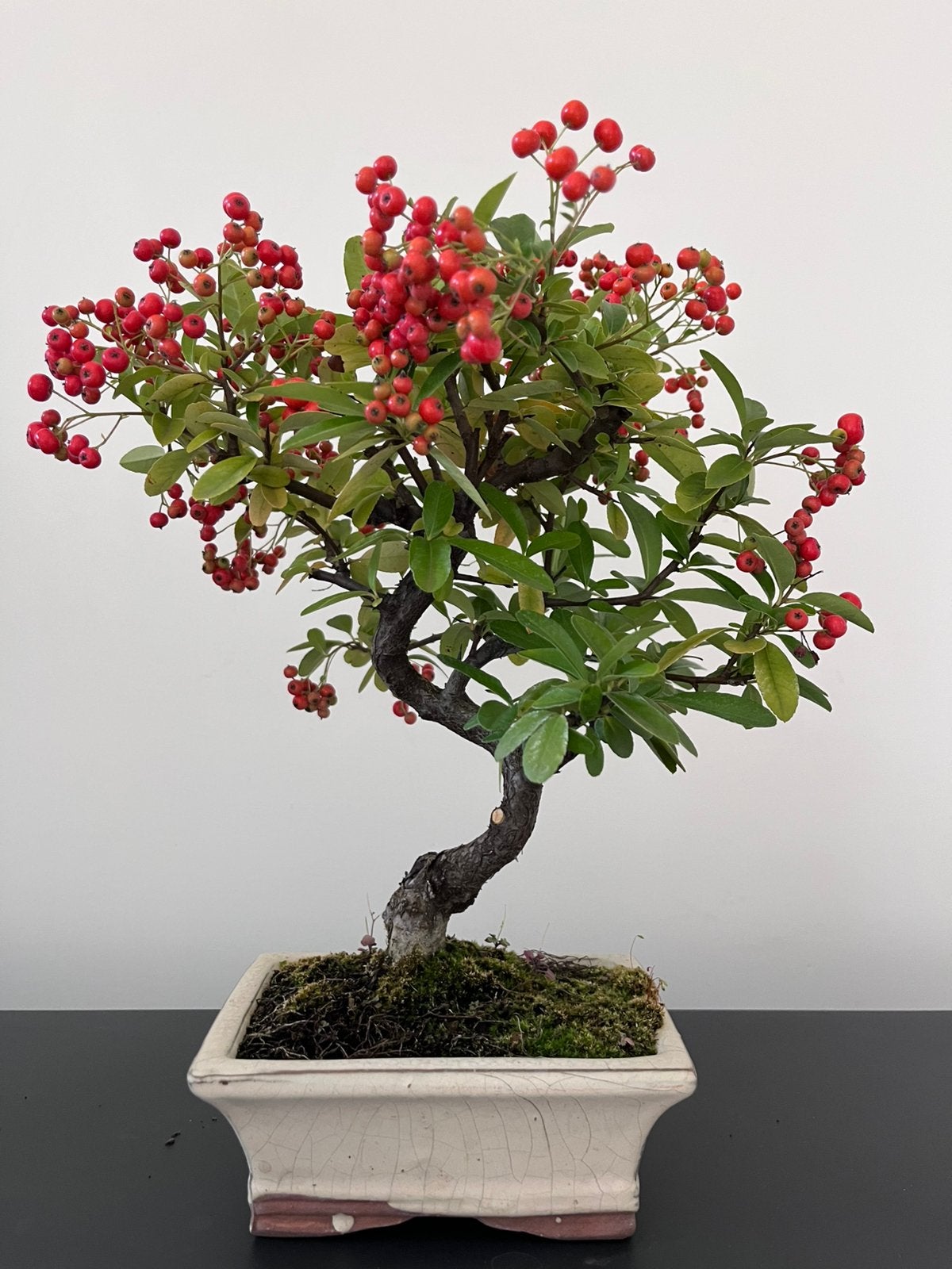 Pyracantha Bonsai, Tuin en Terras, Planten | Bomen, Ophalen