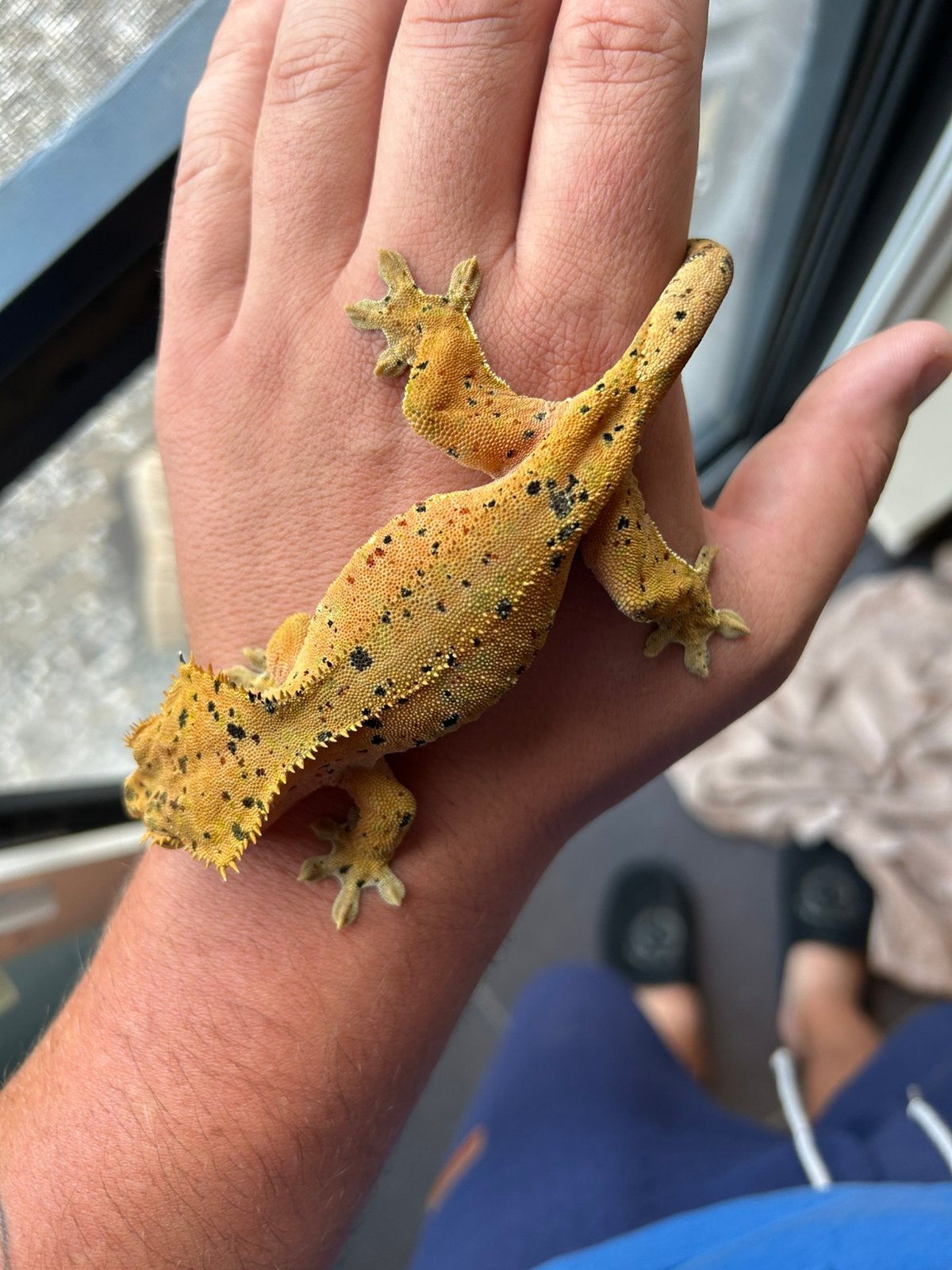 Wimpergekko superdalmatian, Dieren en Toebehoren, Met terrarium, 0 tot 2 jaar