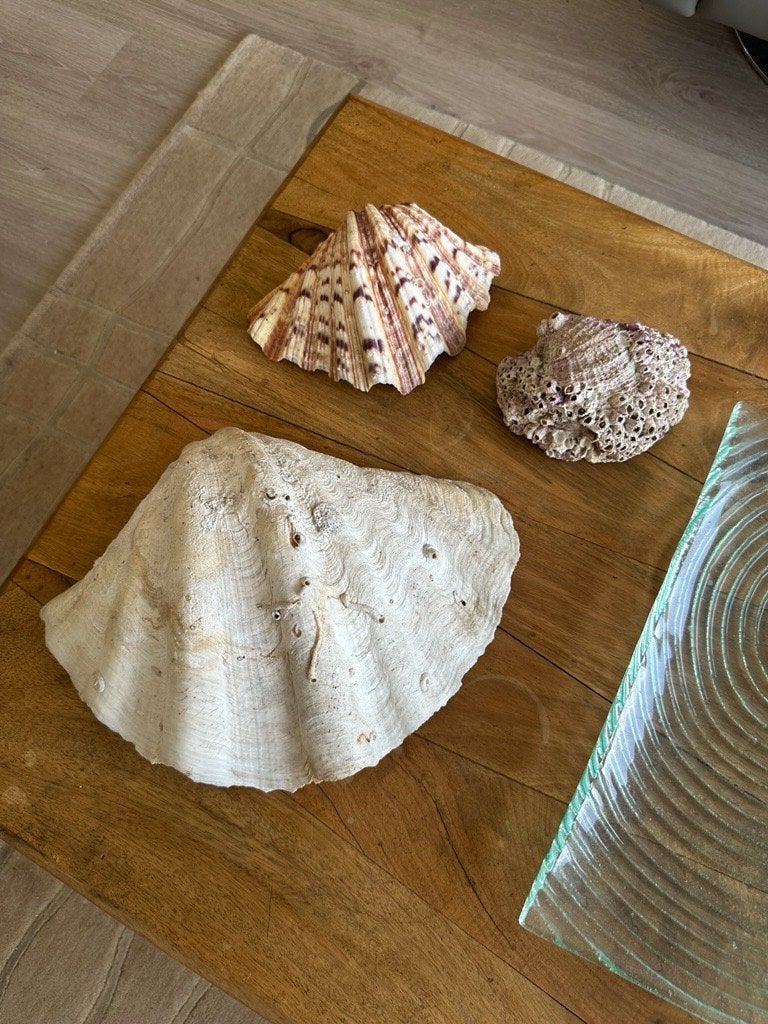 Decoratie schelpen (prijs voor geheel), Ophalen of Verzenden, Schelp(en)