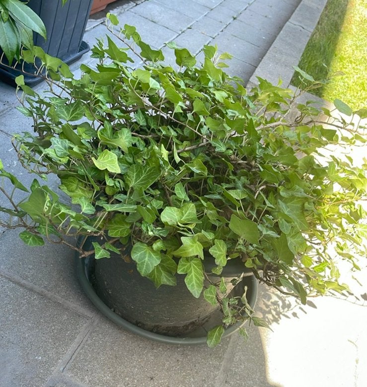 vaste plant, Ophalen