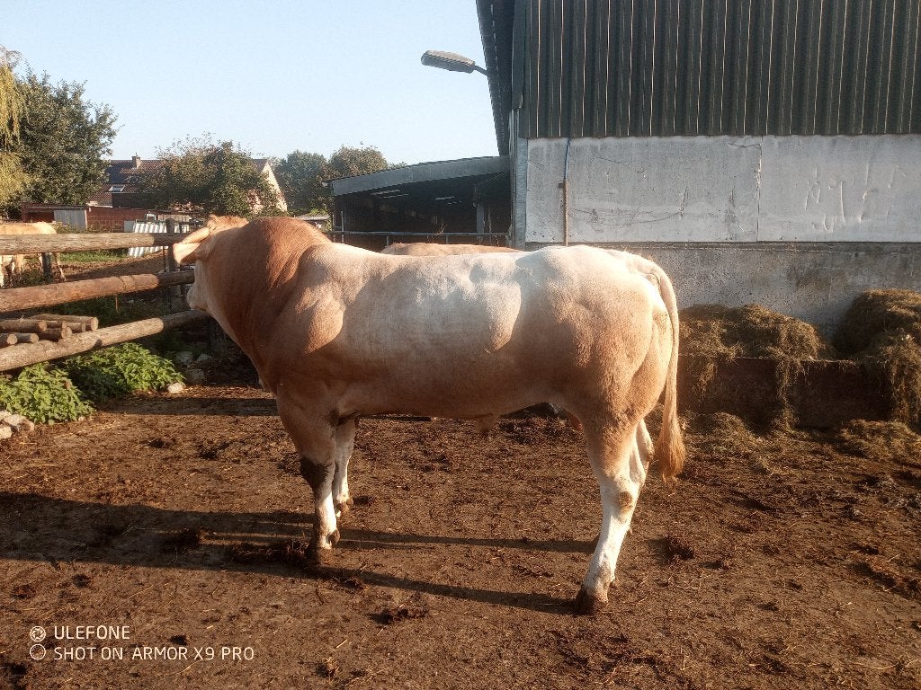 Blonde d'aquitaine