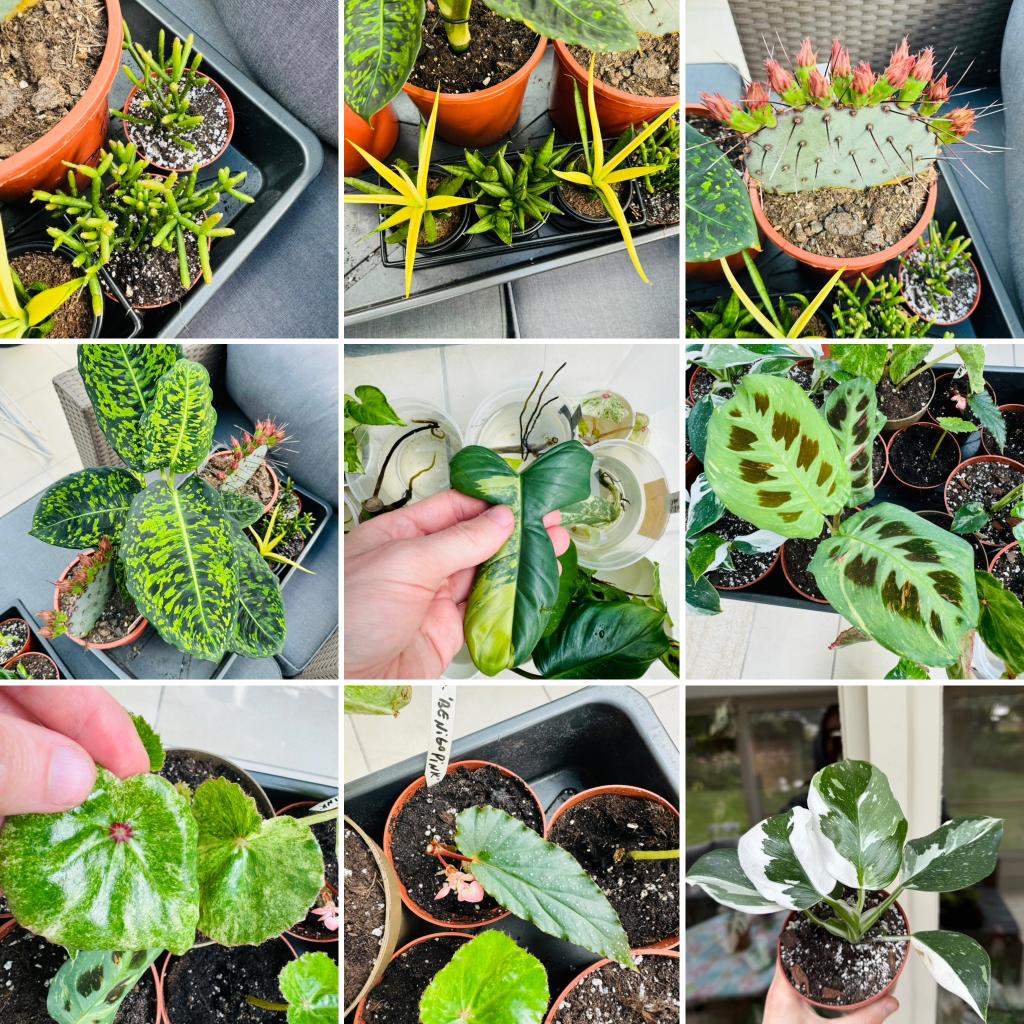 Urban jungle planten te koop, Huis en Inrichting, Kamerplanten, Ophalen, 200 cm of meer, Overige soorten, Halfschaduw