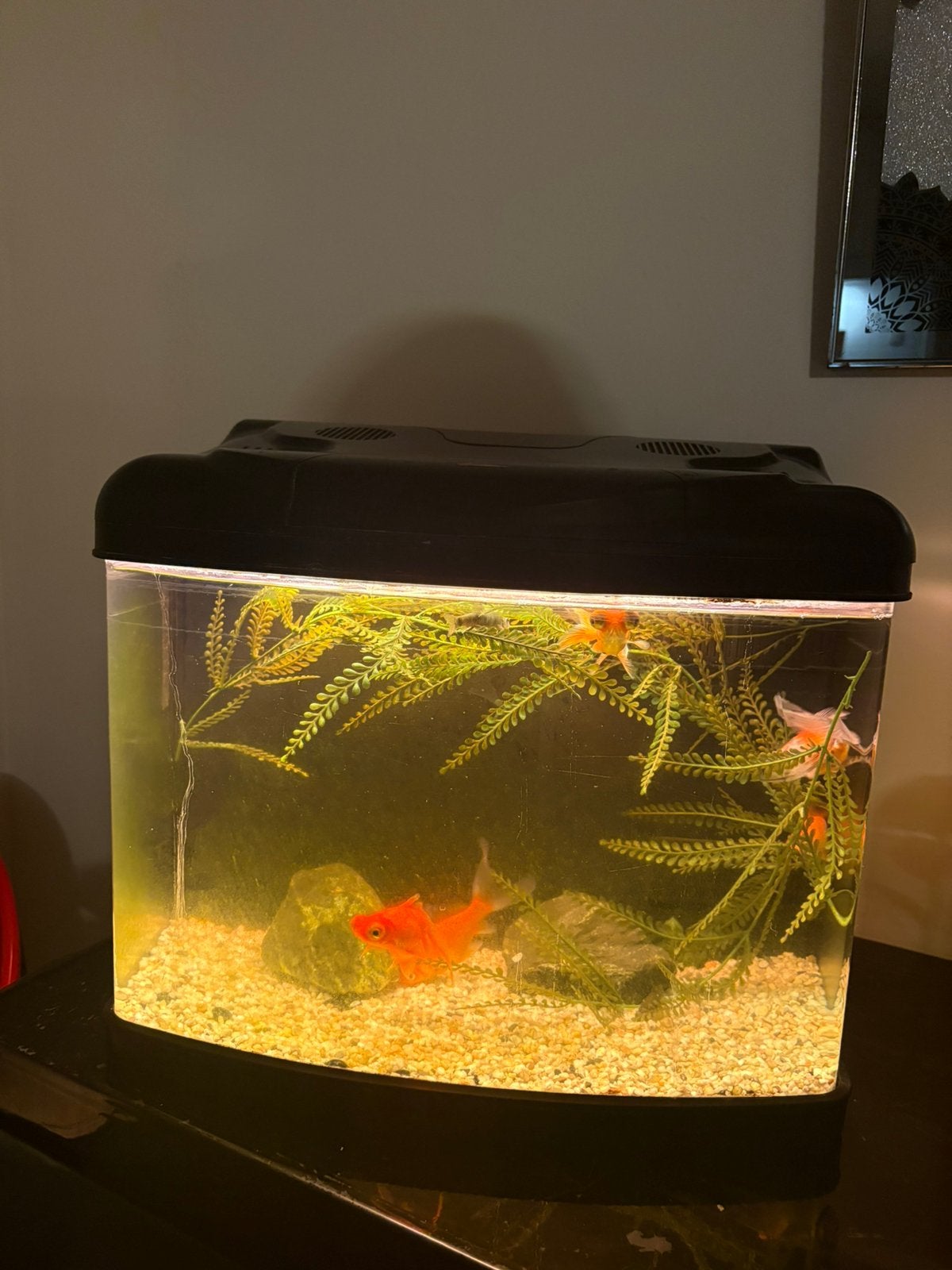 Te koop, Dieren en Toebehoren, Ophalen, Zo goed als nieuw