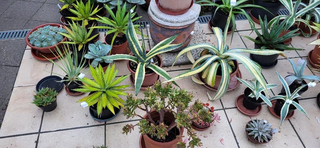 Verschillende Agave planten uit te kiezen, Volle zon, Vaste plant, Zomer, Ophalen