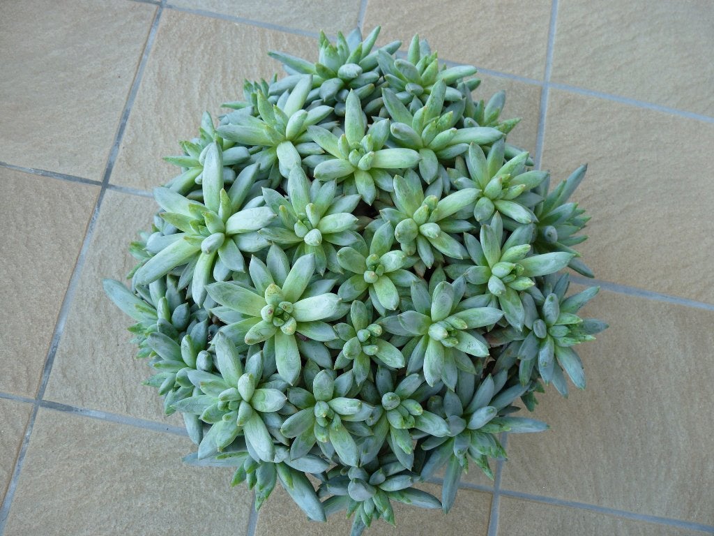 vetplant, Maison & Meubles, Plantes d'intérieur, Plante succulente, En pot, Plein soleil, Plante à fleurs