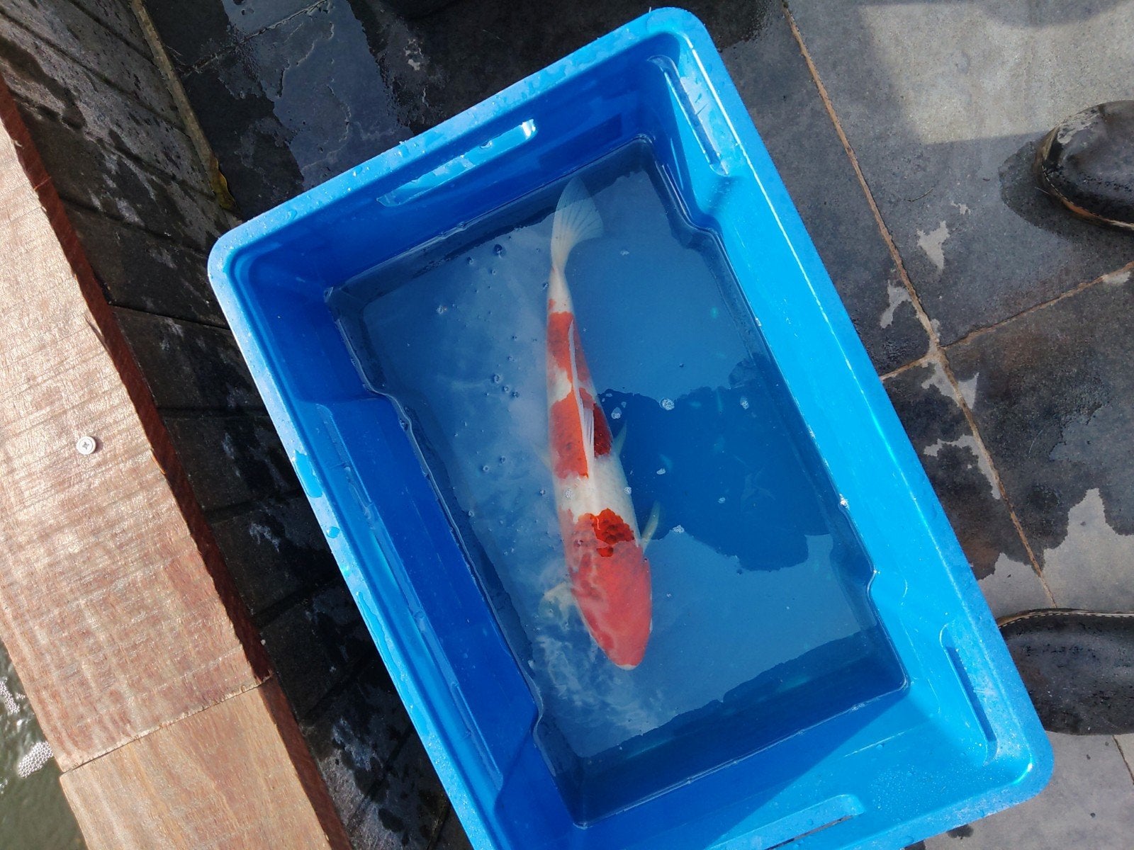 koi, Karper of Koi